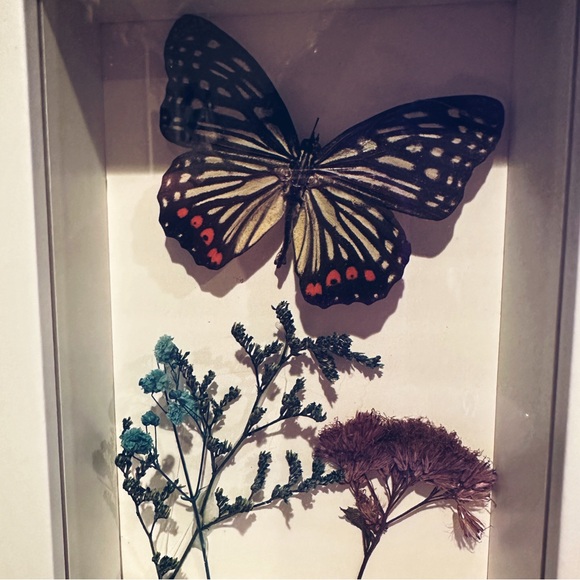 BEAUTIFUL HANDMADE TAXIDERMY BUTTERFLY SHODOW BOX DISPLAY - Picture 2 of 3